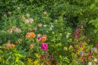 Rosa 'Lady of Shalott',' James L. Austin', 'Tottering by Gently' and 'The Lark Ascending' growing in a border with sanguisorba and other perennials. June