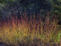 Cornus sanguinea 'Midwinter Fire' dogwood 
