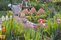 Kitchen garden in spring with tulips and raised bed full of herbs.