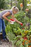 Woman harvesting tomatoes from raised bed  in companion with basil.