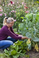 Woman removing unhealthy foliage from Brussels sprouts,