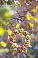 Autumn wreath made of apples hanging from a tree.