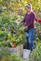 Woman harvesting cauliflower 'Romanesco'.