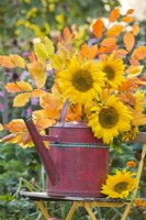 Sunflowers and hornbeam branches in a watering can.