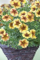 Petchoa 'Beautical Caramel Yellow' - August
