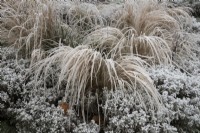Frosted grasses in the Italian Garden at Chiswick House and Gardens.