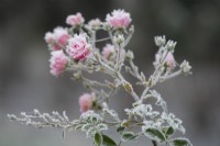 Frosted pink  Rosa in the Italian Garden at Chiswick House and Gardens