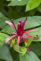 Calycanthus occidentalis - western spice bush, California allspice,  western sweetshrub. Close up of scented flower and aromatic cinnamon scented foliage in June.