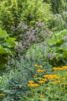 Thalictrum 'Elin', Ligularia japonica and Gunnera manicata - giant rhubarb growing in moist soil with bamboo in the background. Group of perennials with bold and contrasting foliage. June