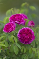 Rosa 'Charles de Mills'. Gallica rose. Closeup of flowers. June.