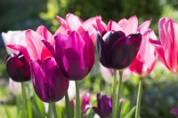 Tulipa 'Merlot 'with 'Queen of Night' and 'Mariette' - April.