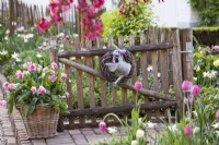 Basket of tulips and hanging watering can at the garden gate.