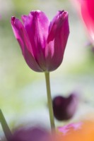Tulipa 'Merlot' - April