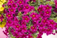 Calibrachoa Calitastic Bright Purple, summer June