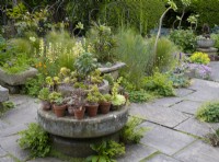 Different varieties of succulents arranged on a circular stone platform in the Paved Garden at York Gate.