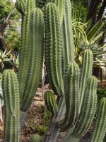  Polaskia Chichipe cacti - February, Tenerife, Canary Islands