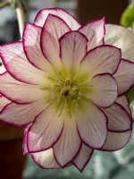 Ashwood Hellebore double hybrid. Bred from a double pink picotee and a double white picotee with that delicate pink travelling through some of its veins.