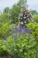 Baptisia australis - blue false indigo in a mixed border with Knautia macedonica - scabious and Rosa 'Mortimer Sackler' syn. Rosa 'Ausorts' and now renamed Rosa 'Mary Delany'. June.