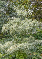 Cornus controversa Variegata sp variegated, summer June