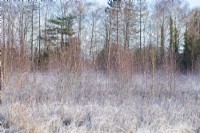 Meadow with young birch trees covered in frost