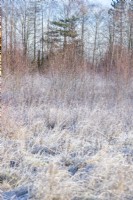 Meadow with young birch trees covered in frost