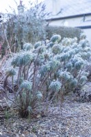 Euphorbia characias subsp. wulfenii - Mediterranean spurge
covered in frost