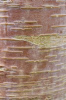Betula utilis subsp. utilis 'Forest Blush'