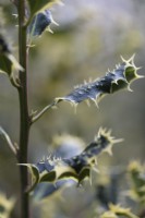 Ilex aquifolium 'Ferox Argentea' in February