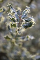 Ilex aquifolium 'Ferox Argentea' in February