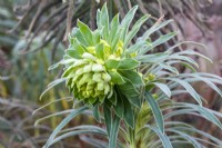 Euphorbia characias subsp wulfenii - Mediterranean spurge - January