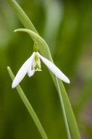Galanthus 'Wasp' - snowdrop- February