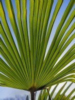 Trachycarpus fortunei foliage- Chusan Palm 