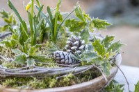 Pinecones in wooden bowl with moss, osmanthus leaves, hazel twigs and daffodils