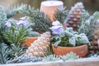 Purple viola in terracotta pot with pinecones and pine sprigs