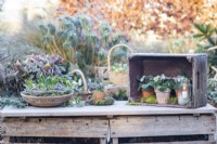 Winter display of Primulas, Snowdrops and Daffodils on wooden crates