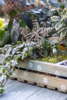 Wicker star in wooden tray winter display