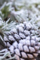 Frosted pinecones