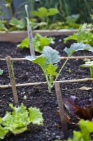 Companion planting in raised vegetable bed with young kohlrabi in focus.