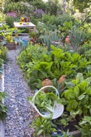View of kitchen garden with harvested mangold in trug in foreground.
