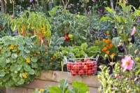 Wire basket with harvested tomatoes on the edge of the raised bed full of growing crops.