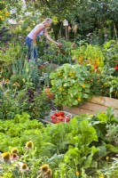Kitchen garden with raised beds full of crops and flowers - nasturtium and French marigold. Woman in background picking tomatoes from raised bed.
