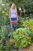 Kitchen garden with raised beds full of crops and flowers - nasturtium and French marigold. Woman in background carrying wire trug of harvested tomatoes.