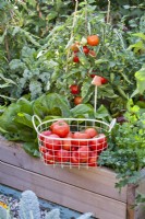 Wire basket with harvested tomatoes.