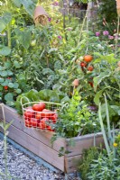 Wire basket with harvested tomatoes.