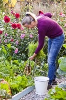 Woman digging up carrots from raised bed.