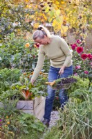 Woman harvesting Swiss chard from raised bed.