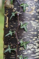 Betula utilis subsp. utilis 'Mount Luoji' with ivy