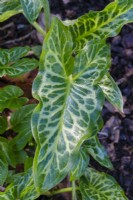 Arum italicum subsp. italicum 'Marmoratum'