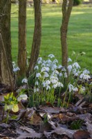 Snowdrops beneath trees in spring garden