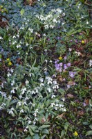 Carpet of spring bulbs with snowdrops, Crocus and winter aconites